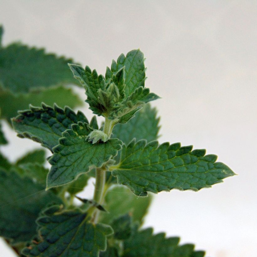 Katzenminze Walker's Low - Nepeta faassenii (Foliage)