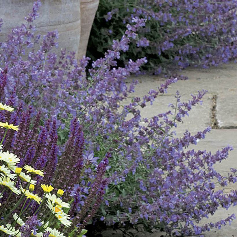 Katzenminze Walker's Low - Nepeta faassenii (Flowering)