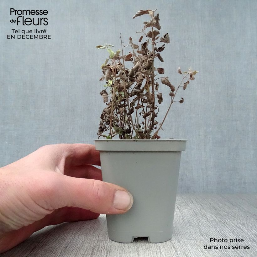 Exemplar von Katzenminze Walker's Low - Nepeta faassenii Kleine Töpfe von 8/9 cm wie im Winter geliefert