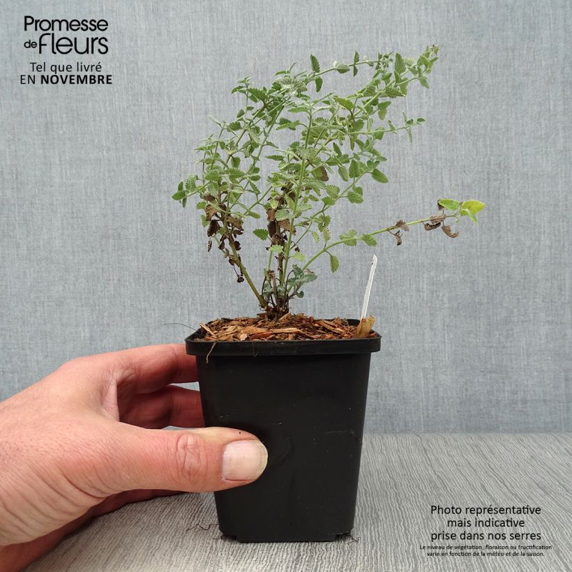 Example of Katzenminze Walker's Low - Nepeta faassenii Kleine Töpfe von 8/9 cm as you get in automne