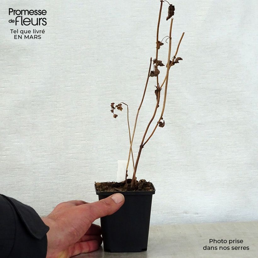 Exemplar von Himalaya-Katzenminze - Nepeta govaniana Kleine Töpfe von 8/9 cm wie im Frühjahr geliefert