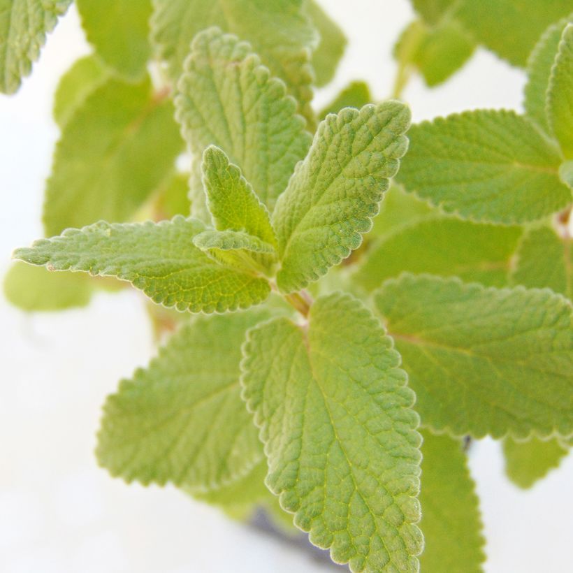 Großblütige Katzenminze Bramdean - Nepeta grandiflora (Foliage)