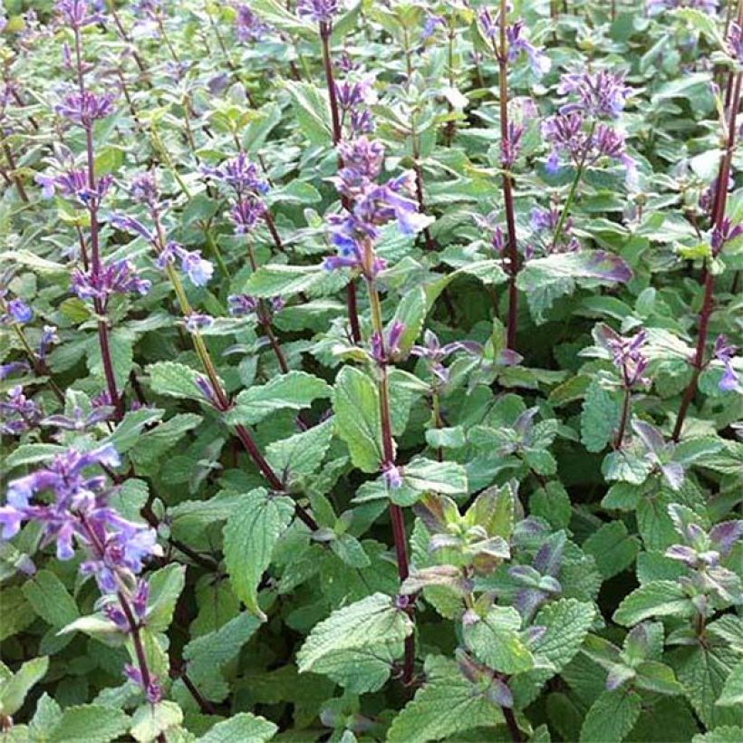 Großblütige Katzenminze Bramdean - Nepeta grandiflora (Flowering)
