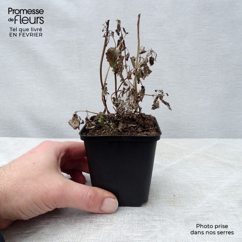 Exemplar von Großblütige Katzenminze Bramdean - Nepeta grandiflora Kleine Töpfe von 8/9 cm wie im Winter geliefert