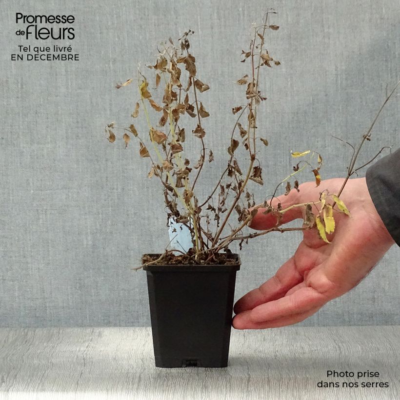 Exemplar von Großblütige Katzenminze Summer Magic - Nepeta grandiflora Kleine Töpfe von 8/9 cm wie im Winter geliefert