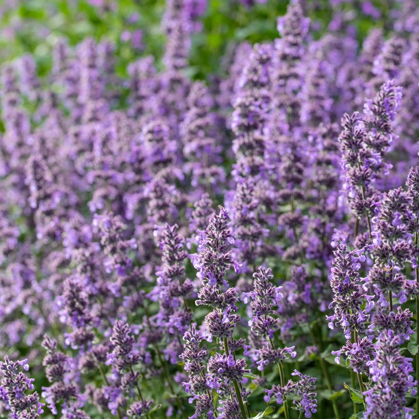 Großblütige Katzenminze Summer Magic - Nepeta grandiflora (Flowering)