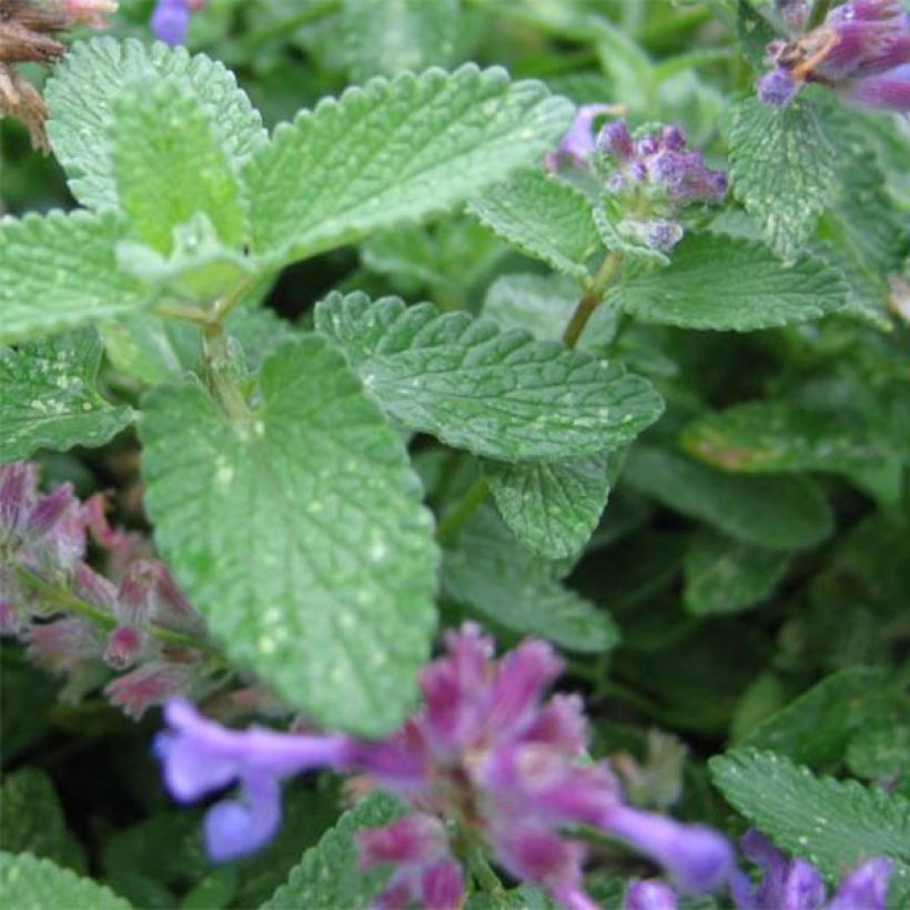 Großblütige Katzenminze Wild Cat - Nepeta grandiflora (Foliage)