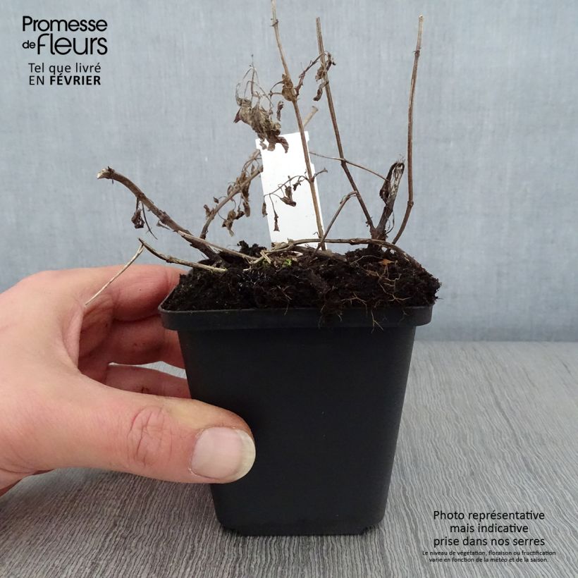 Exemplar von Großblütige Katzenminze Wild Cat - Nepeta grandiflora Kleine Töpfe von 8/9 cm wie im Winter geliefert