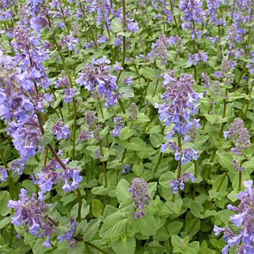 Großblütige Katzenminze Zinser's Giant - Nepeta grandiflora (Plant habit)