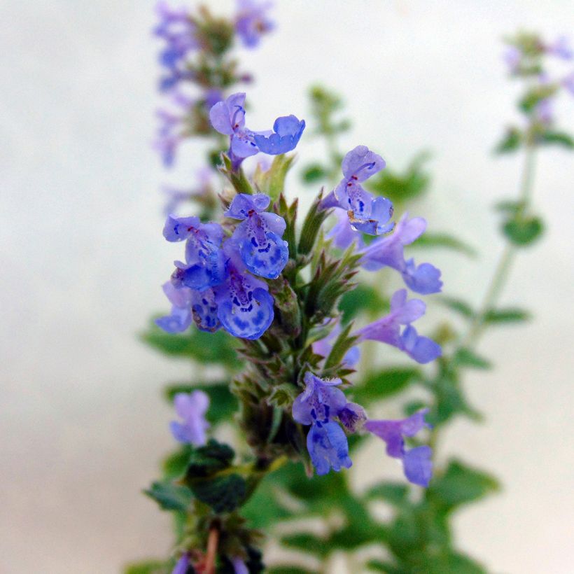 Großblütige Katzenminze Zinser's Giant - Nepeta grandiflora (Flowering)