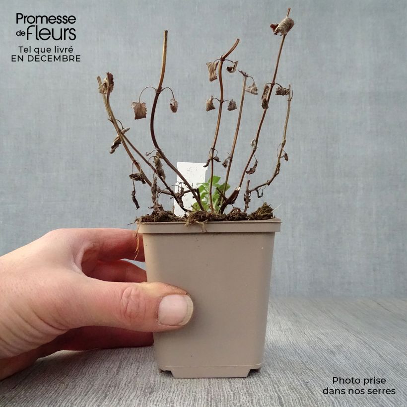 Exemplar von Großblütige Katzenminze Zinser's Giant - Nepeta grandiflora Kleine Töpfe von 8/9 cm wie im Winter geliefert