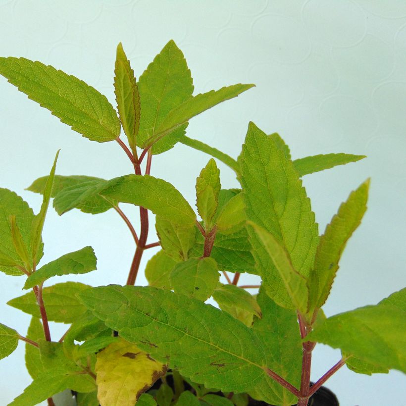 Katzenminze - Nepeta kubanica (Foliage)