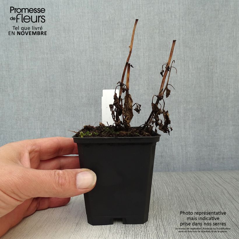Example of Katzenminze - Nepeta kubanica Kleine Töpfe von 8/9 cm as you get in automne