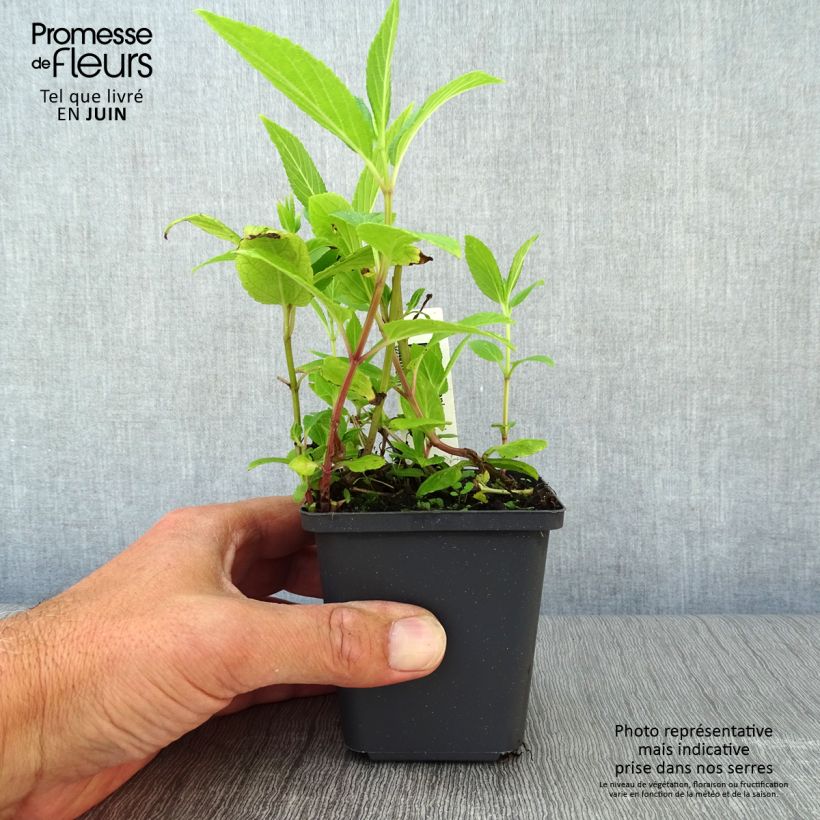 Exemplar von Katzenminze - Nepeta kubanica Kleine Töpfe von 8/9 cm wie im Sommer geliefert