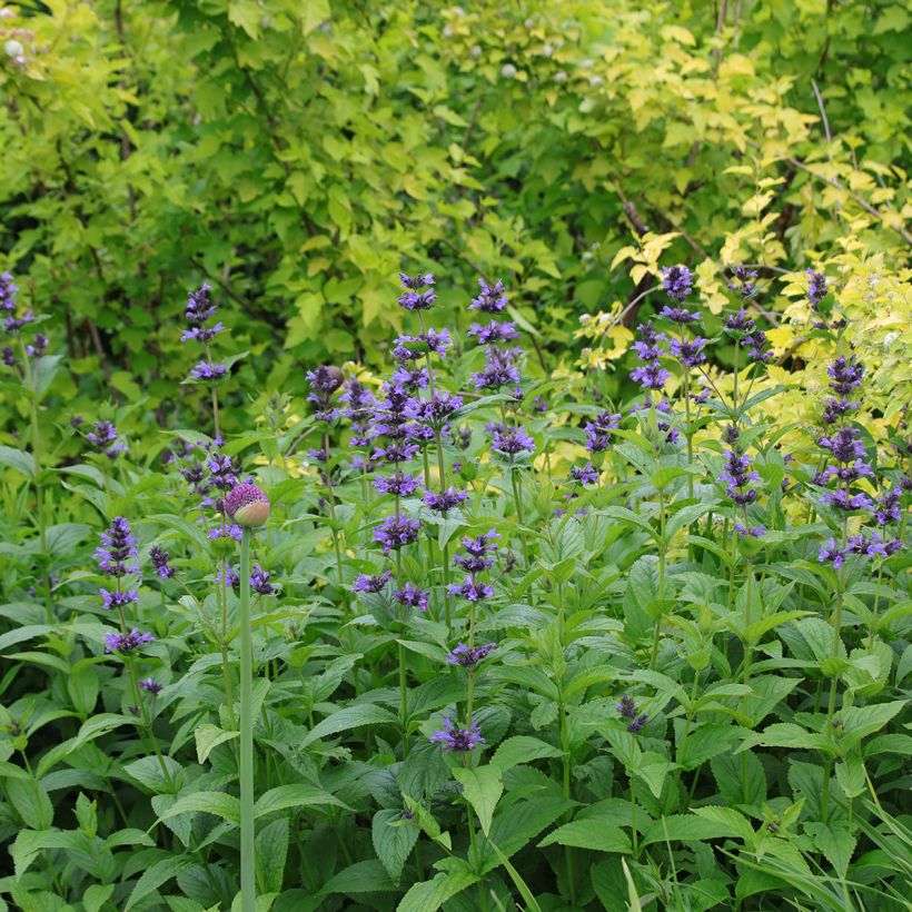 Katzenminze - Nepeta kubanica (Plant habit)