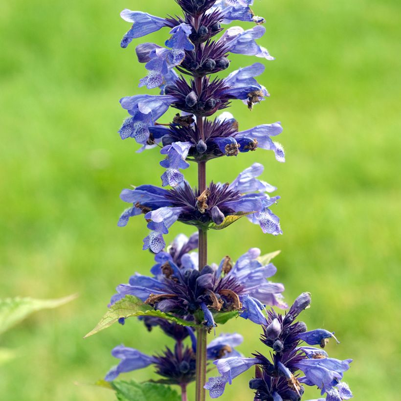 Katzenminze - Nepeta kubanica (Flowering)