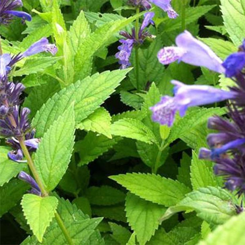 Katzenminze Manchu Blue - Nepeta manchuriensis (Foliage)