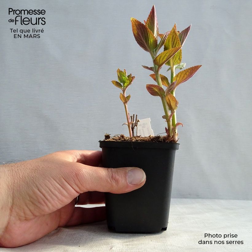 Exemplar von Katzenminze Manchu Blue - Nepeta manchuriensis Kleine Töpfe von 8/9 cm wie im Winter geliefert