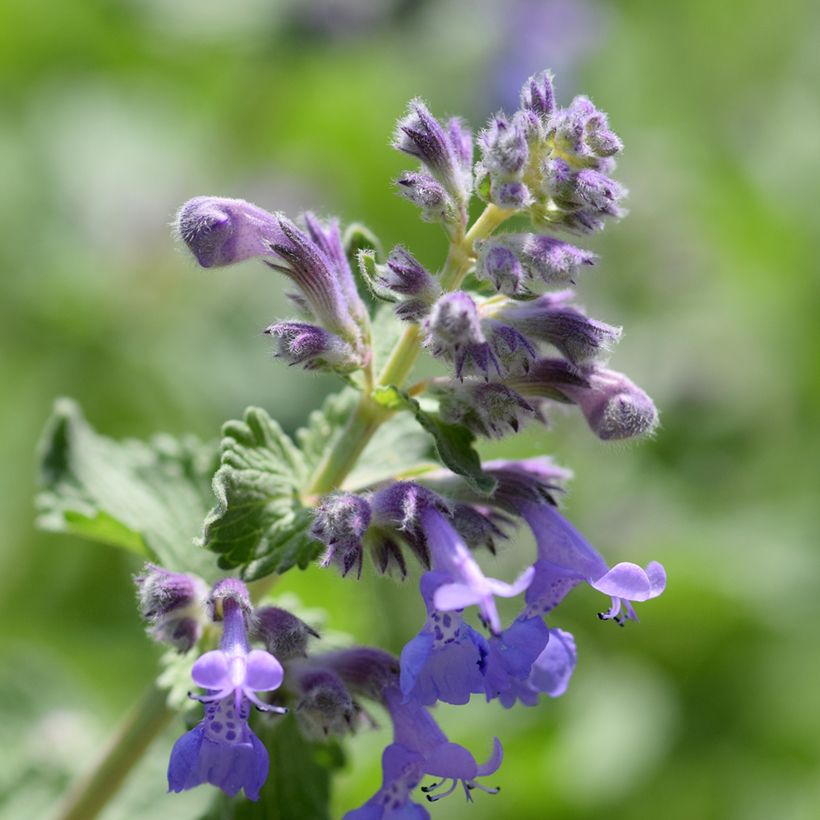 Katzenminze Manchu Blue - Nepeta manchuriensis (Flowering)