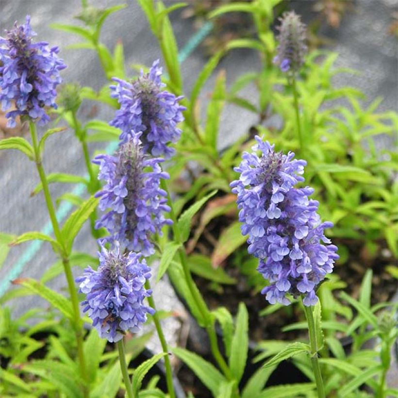 Geaderte Katzenminze - Nepeta nervosa (Flowering)