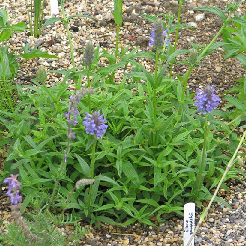 Geaderte Katzenminze - Nepeta nervosa (Plant habit)