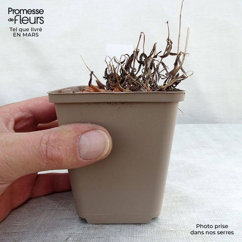 Exemplar von Geaderte Katzenminze - Nepeta nervosa Kleine Töpfe von 8/9 cm wie im Winter geliefert