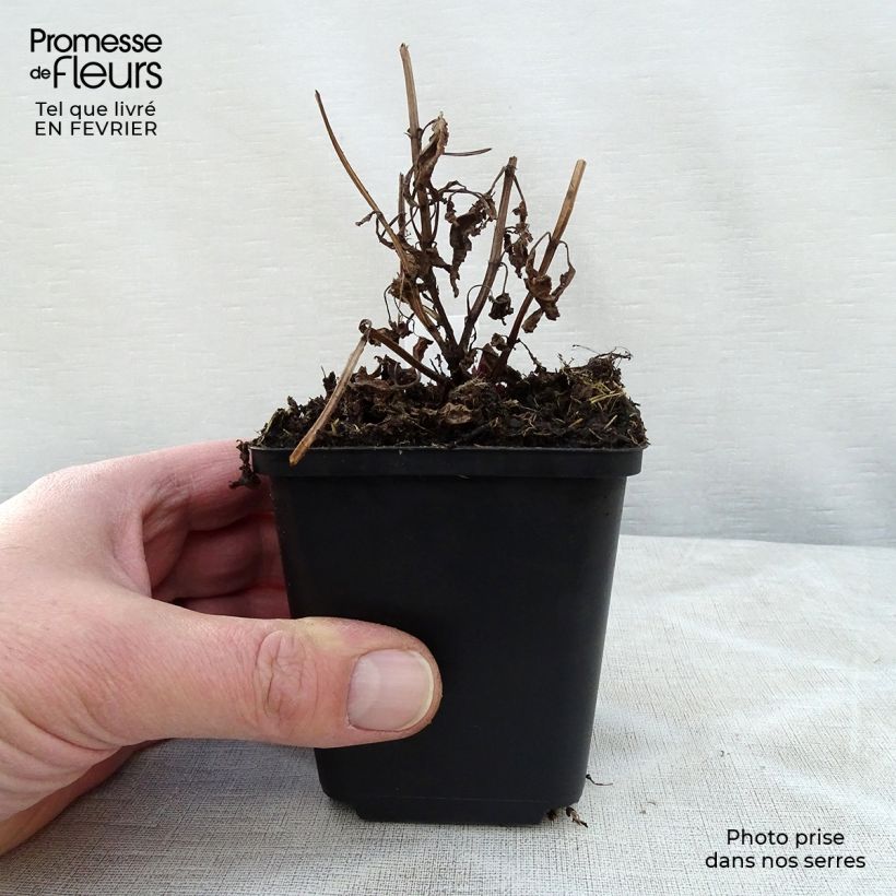 Exemplar von Geaderte Katzenminze Neptune - Nepeta nervosa Kleine Töpfe von 8/9 cm wie im Winter geliefert