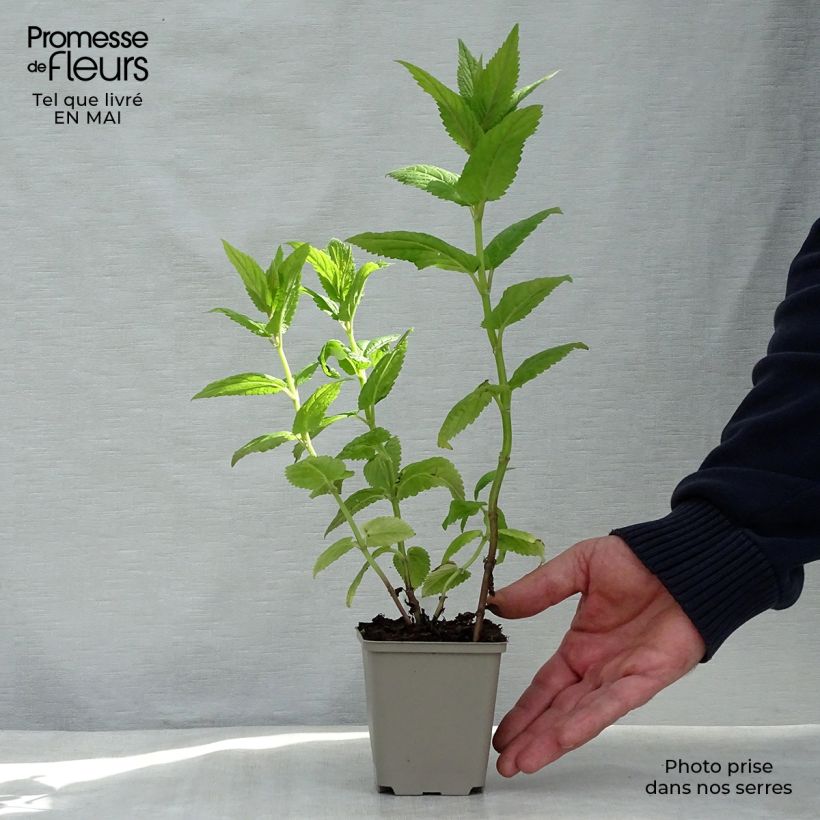 Exemplar von Geaderte Katzenminze Neptune - Nepeta nervosa Kleine Töpfe von 8/9 cm wie im Frühjahr geliefert