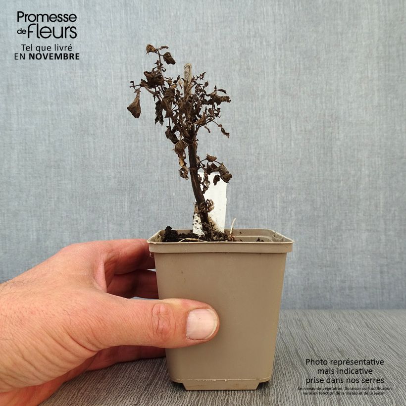 Example of Geaderte Katzenminze Neptune - Nepeta nervosa Kleine Töpfe von 8/9 cm as you get in automne