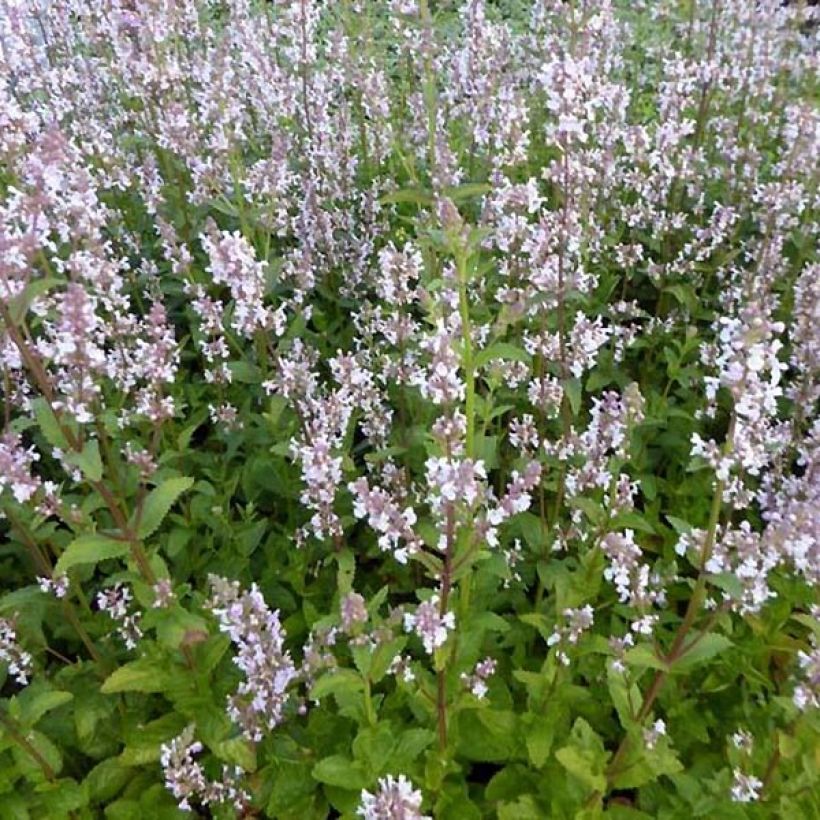 Kahle Katzenminze Anne's Choice - Nepeta nuda (Plant habit)