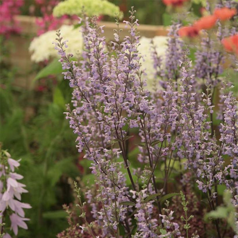 Kahle Katzenminze Purple Cat - Nepeta nuda (Flowering)