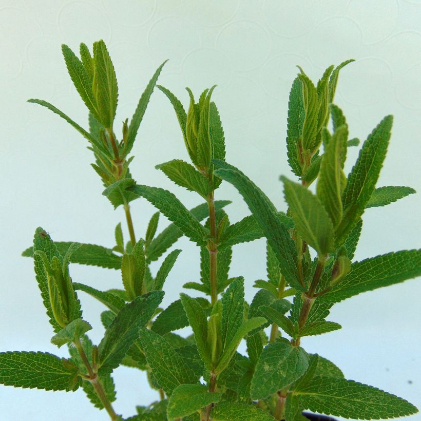 Kahle Katzenminze Purple Cat - Nepeta nuda (Foliage)