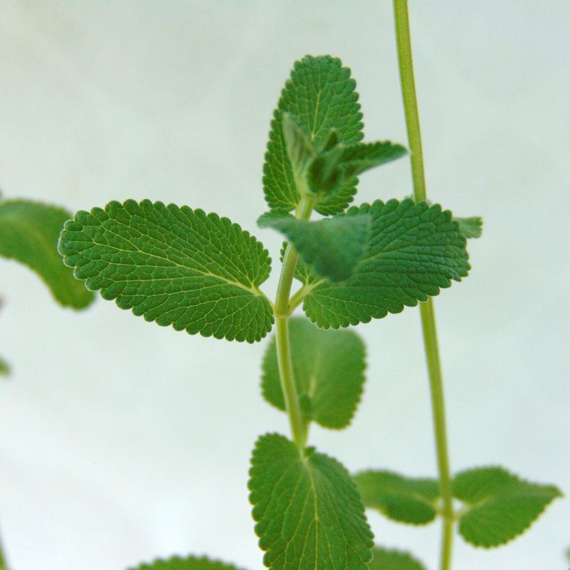 Traubige Katzenminze Grog - Nepeta racemosa (Foliage)