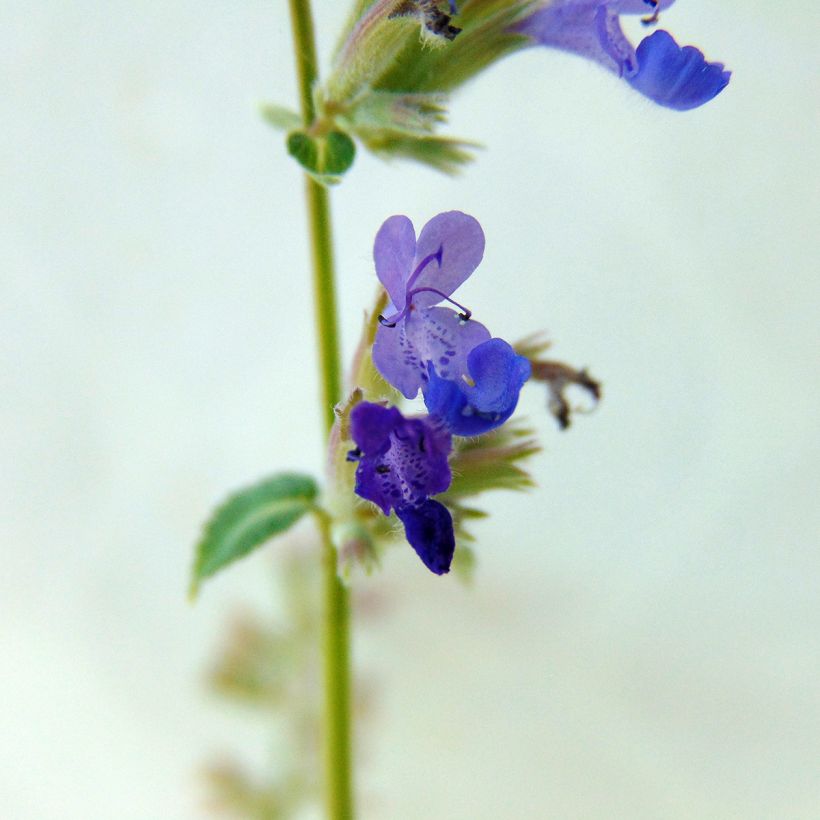Traubige Katzenminze Grog - Nepeta racemosa (Flowering)