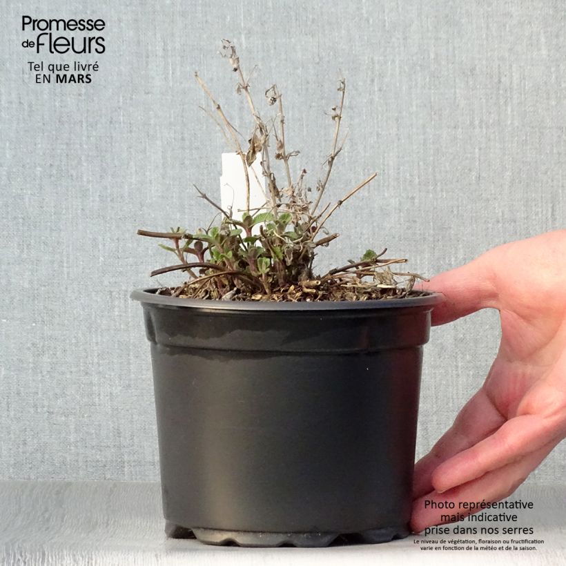 Exemplar von Traubige Katzenminze Grog - Nepeta racemosa Topf mit 2L/3L wie im Frühjahr geliefert