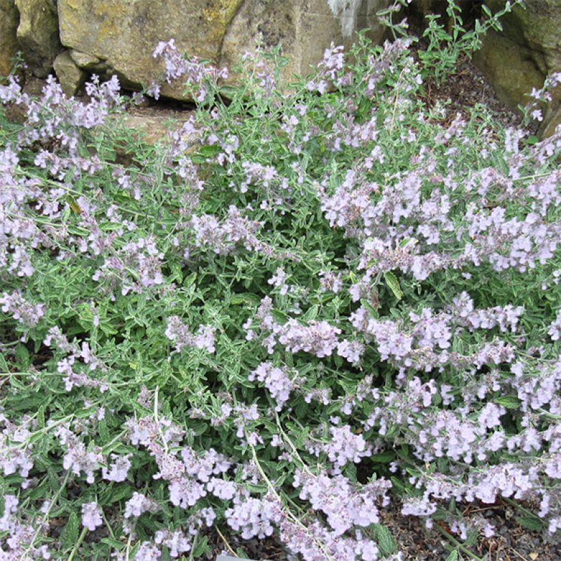 Traubige Katzenminze Snowflake - Nepeta racemosa (Flowering)