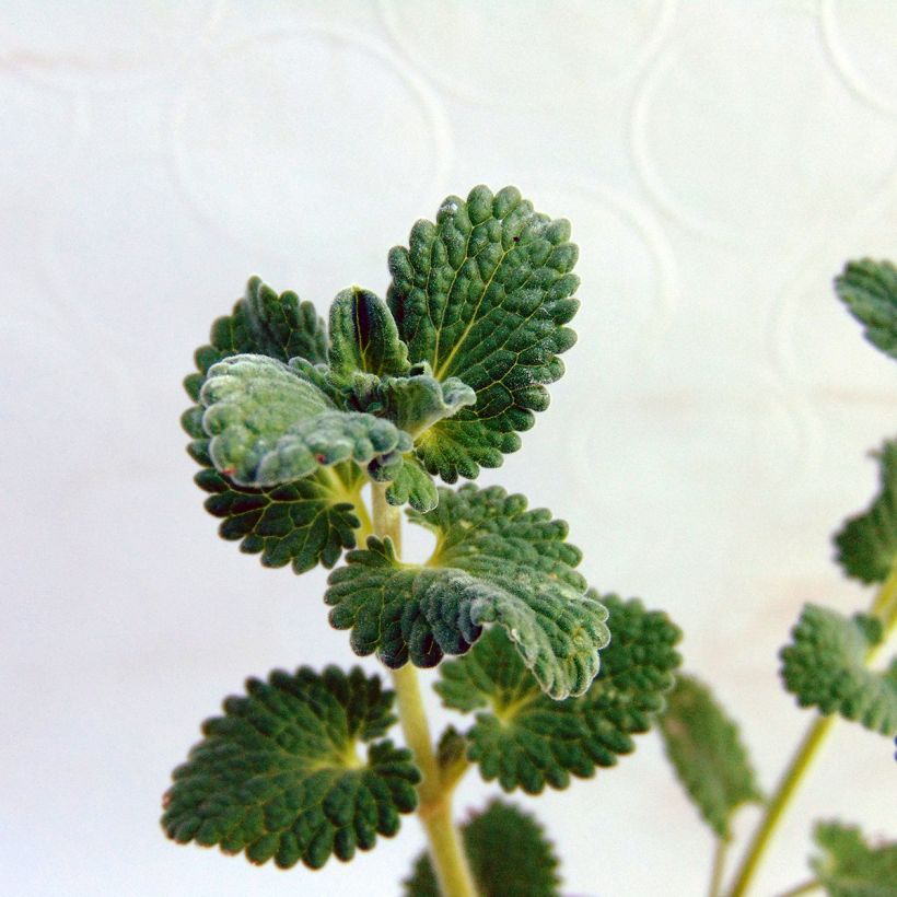 Traubige Katzenminze Snowflake - Nepeta racemosa (Foliage)