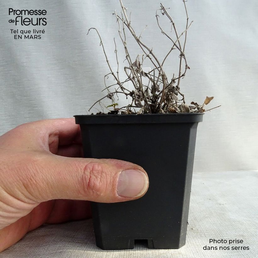 Exemplar von Traubige Katzenminze Snowflake - Nepeta racemosa Kleine Töpfe von 8/9 cm wie im Frühjahr geliefert