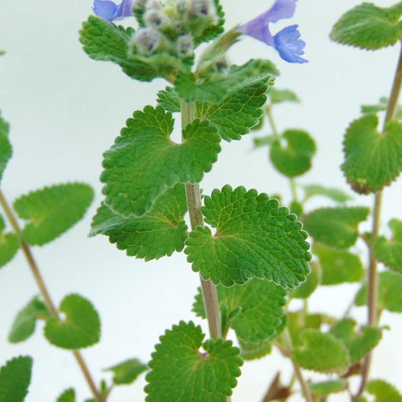 Traubige Katzenminze Superba - Nepeta racemosa (Foliage)