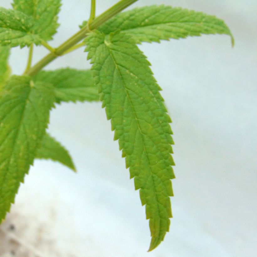 Katzenminze Souvenir d'Andre Chaudron - Nepeta sibirica (Foliage)