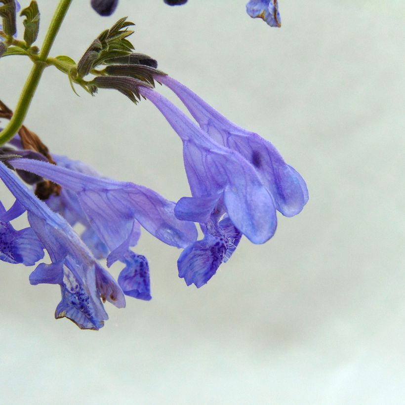 Katzenminze Souvenir d'Andre Chaudron - Nepeta sibirica (Flowering)