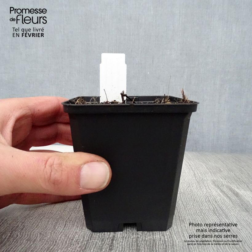 Exemplar von Katzenminze Souvenir d'Andre Chaudron - Nepeta sibirica Kleine Töpfe von 8/9 cm wie im Winter geliefert