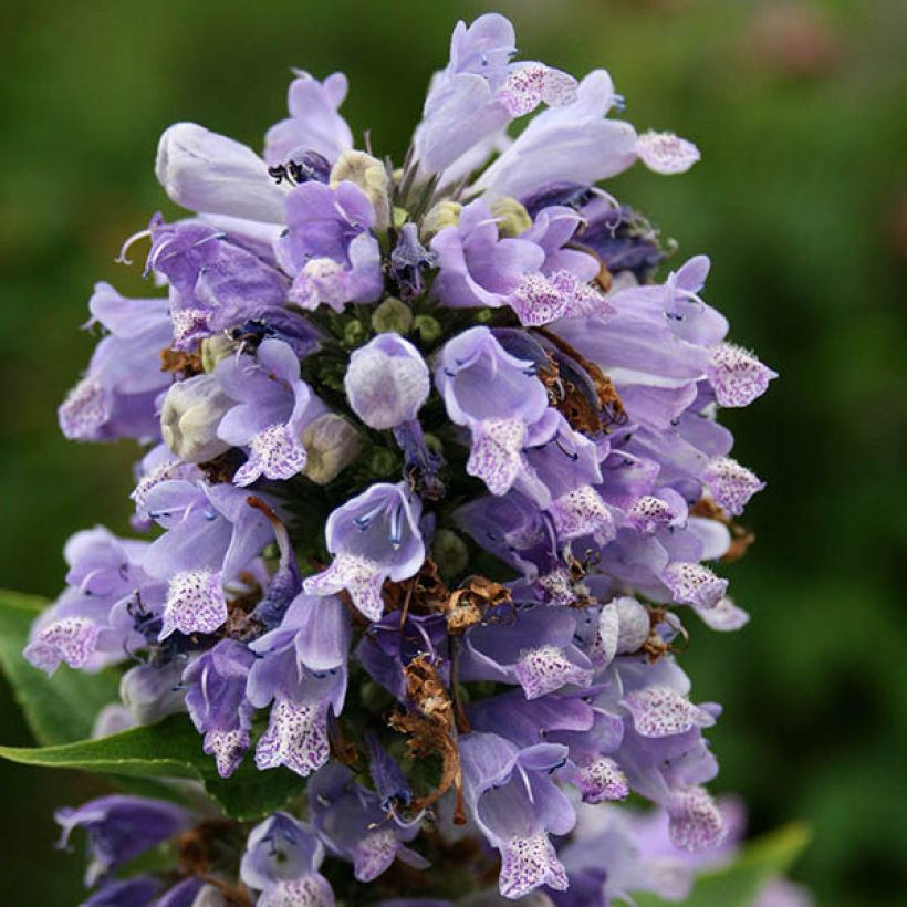 Sitzende Katzenminze - Nepeta subsessilis (Flowering)