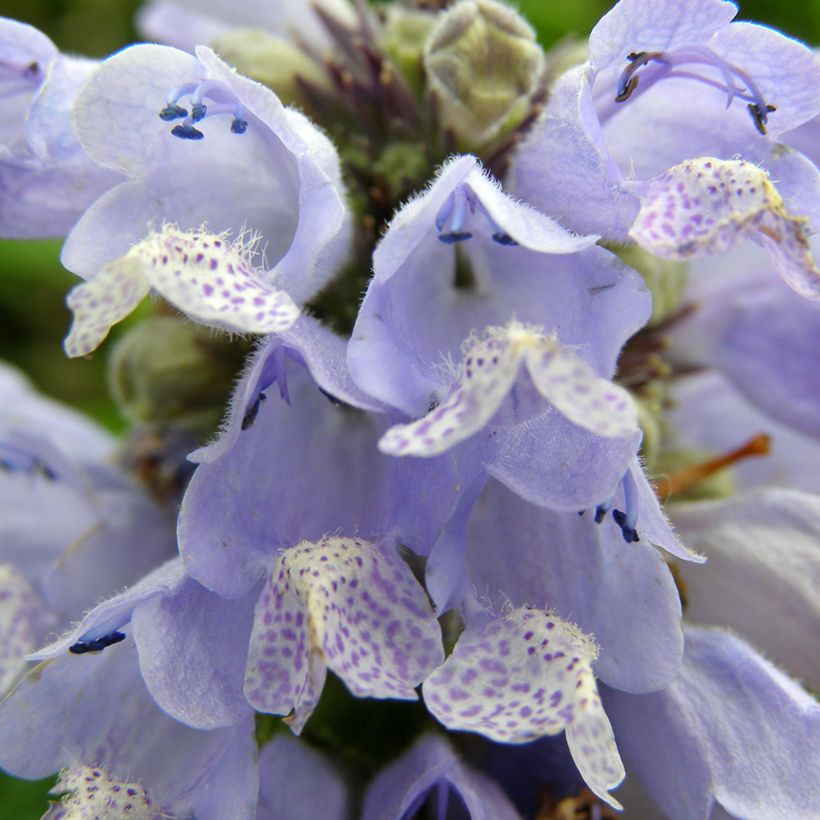 Sitzende Katzenminze Blue Panther - Nepeta subsessilis (Flowering)