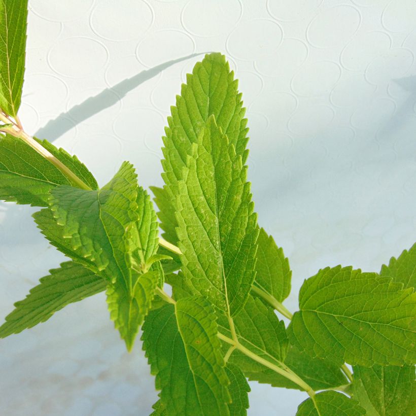Sitzende Katzenminze - Nepeta subsessilis (Foliage)