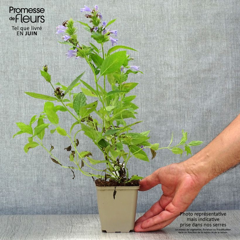 Exemplar von Sitzende Katzenminze - Nepeta subsessilis Kleine Töpfe von 8/9 cm wie im Sommer geliefert