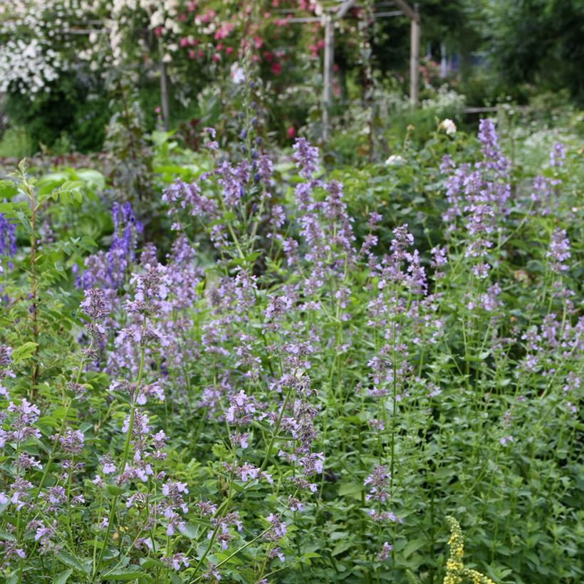 Sitzende Katzenminze - Nepeta subsessilis (Plant habit)