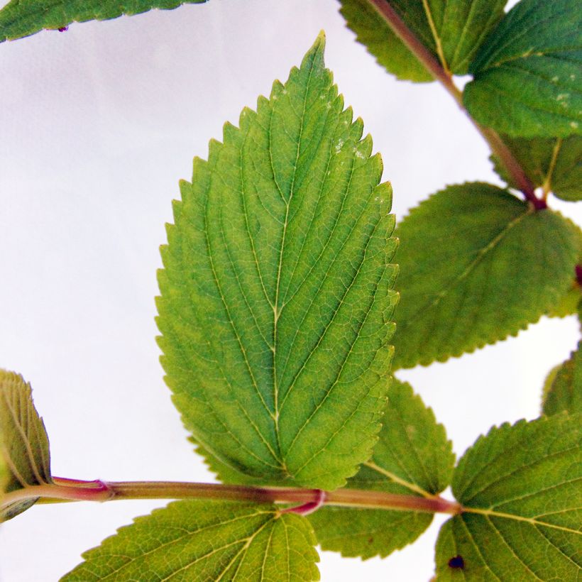 Sitzende Katzenminze Laufen - Nepeta subsessilis (Foliage)