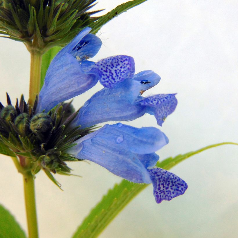 Sitzende Katzenminze Laufen - Nepeta subsessilis (Flowering)