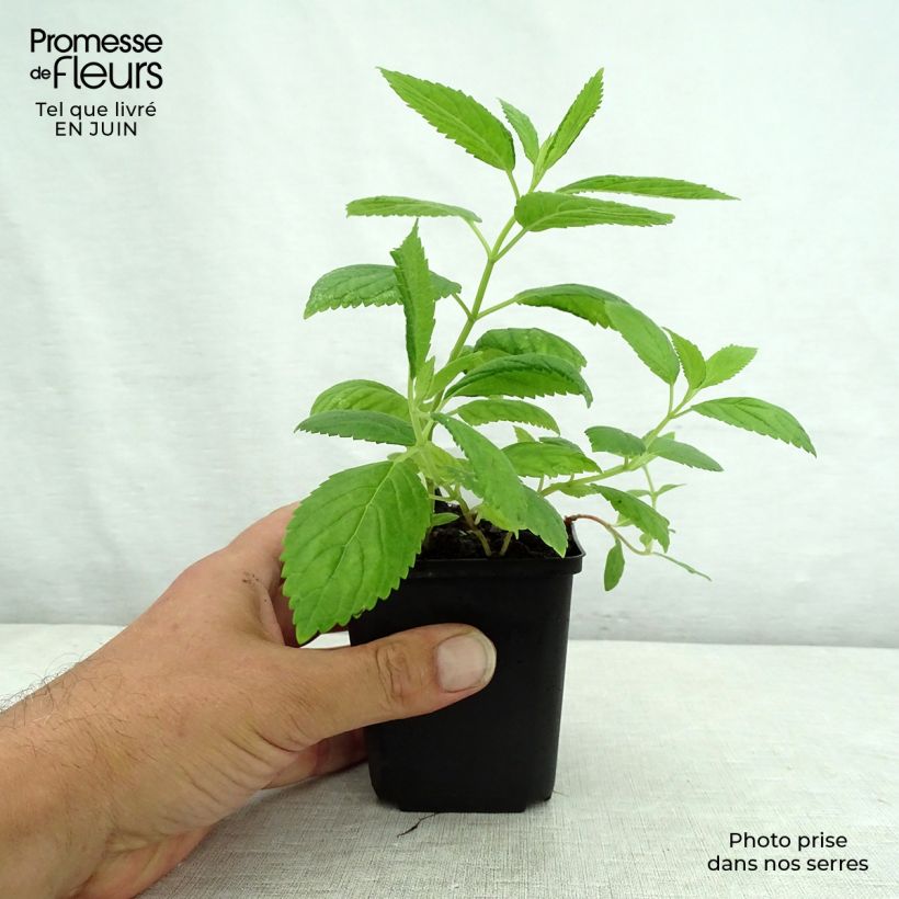 Example of Sitzende Katzenminze Laufen - Nepeta subsessilis Kleine Töpfe von 8/9 cm as you get in ete